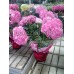 Гортензия розовая (Высота-35 см. d-16 см.)